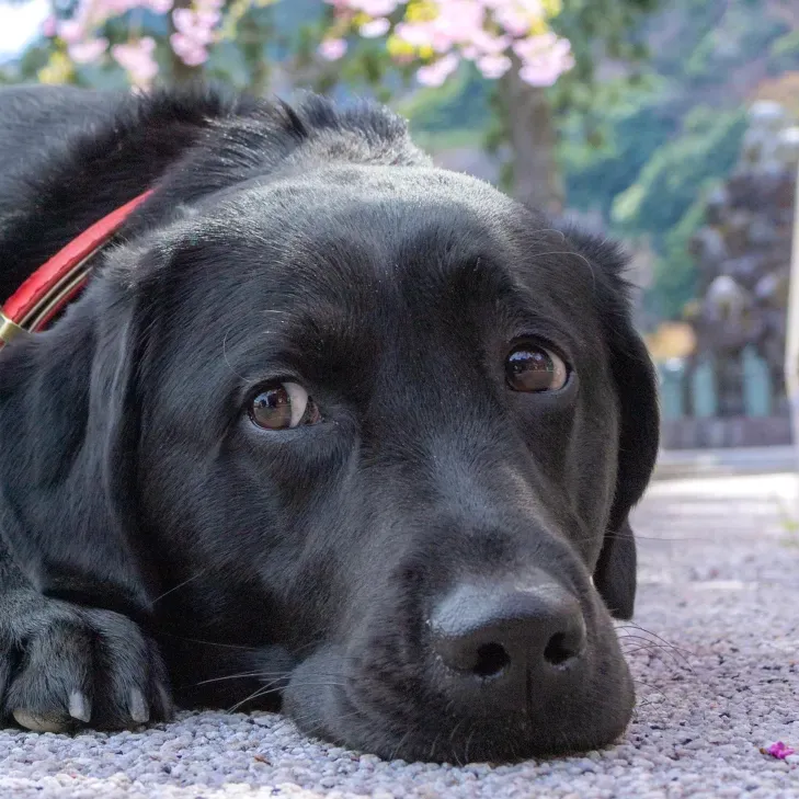 デワフジツバサ